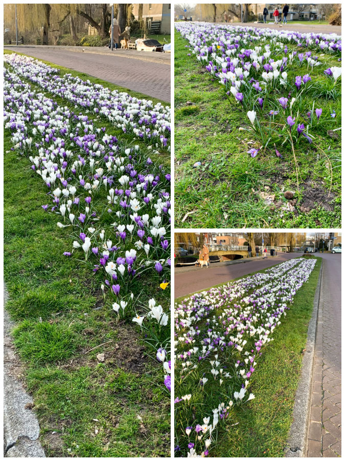 Crocus collage