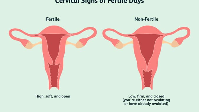 Cervix