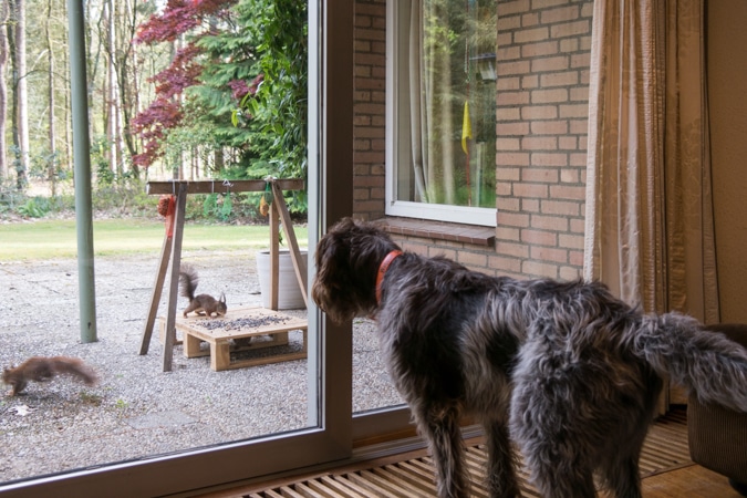 Watson and the squirrels