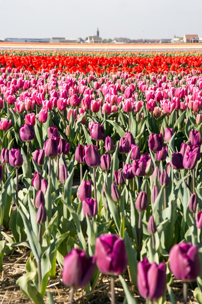 Tulip fields