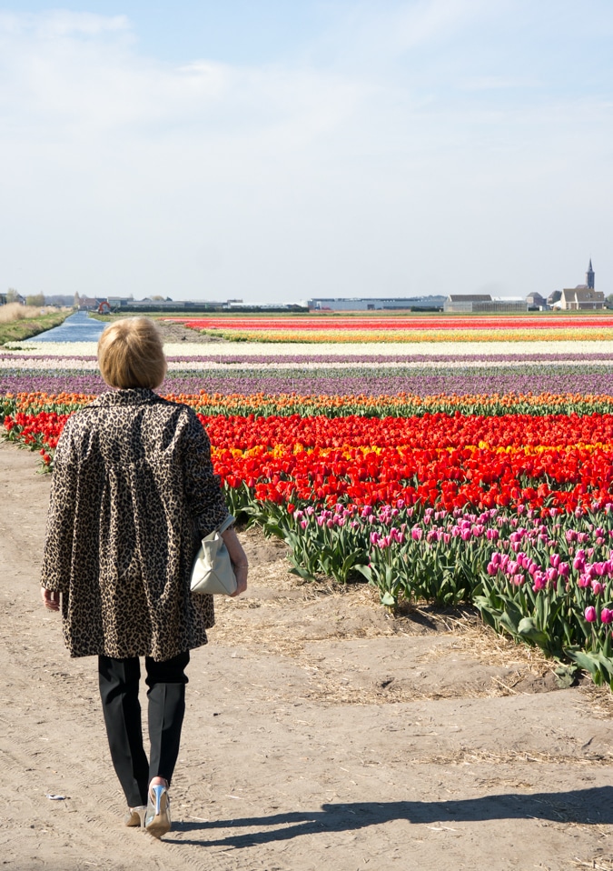 Tulip fields