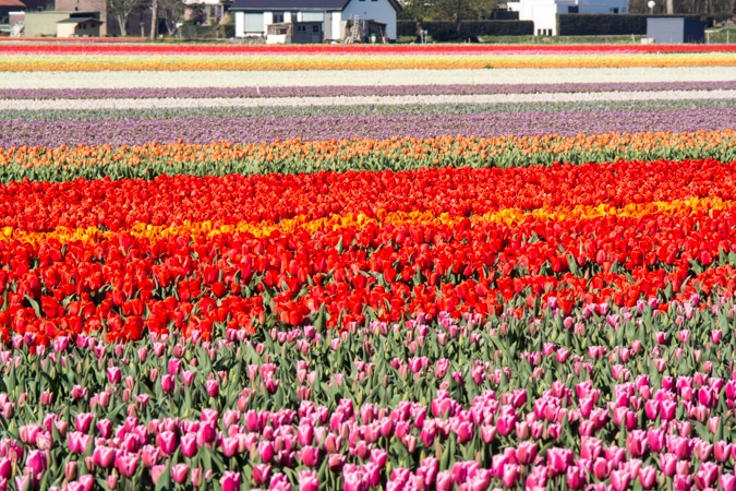Tulip fields
