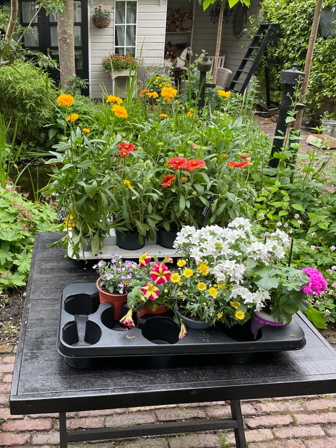 new plants for the garden