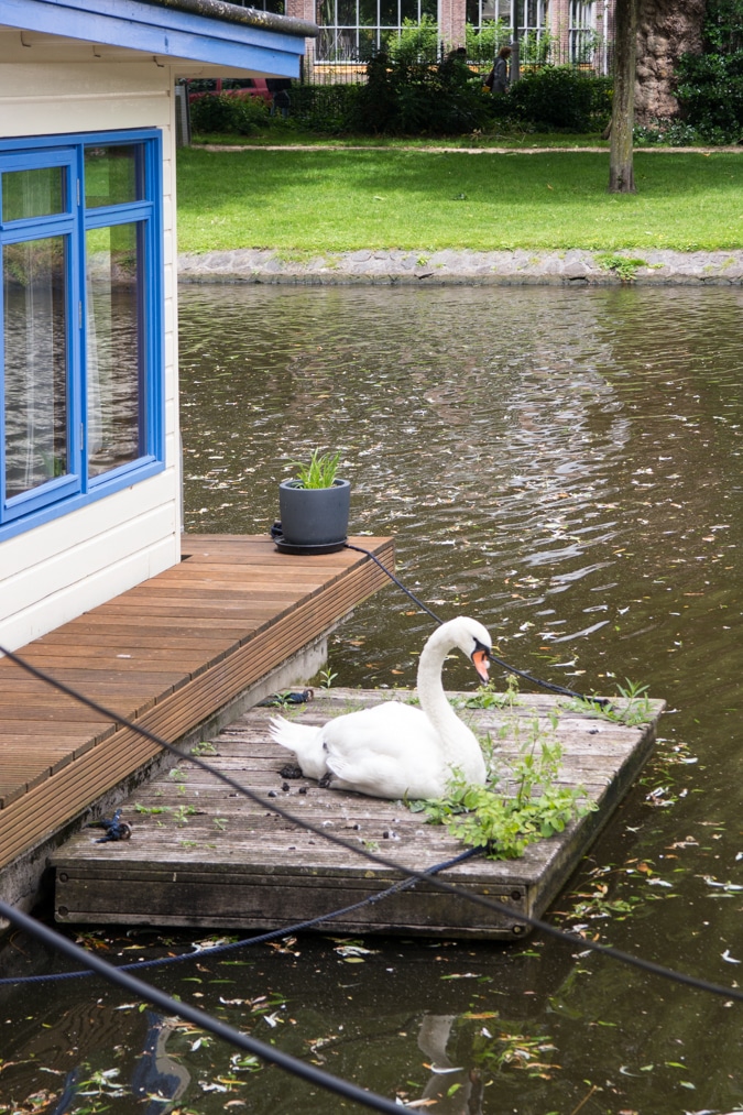 Swan in Amsterdam canal
