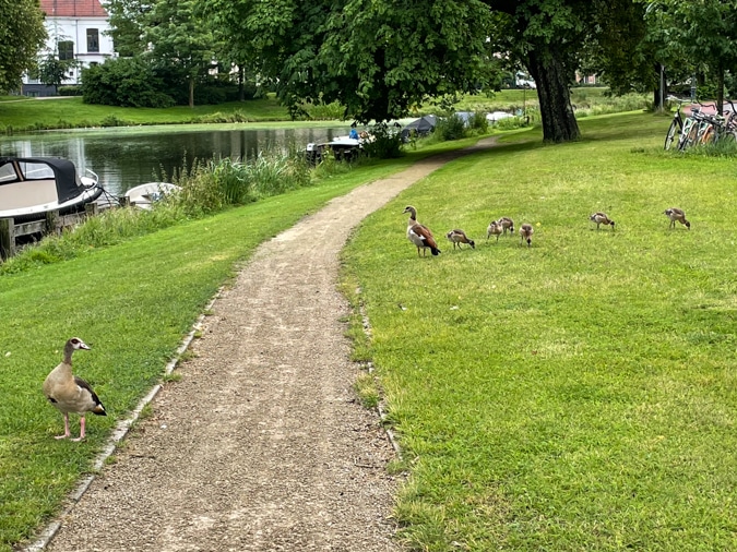 Geese with their little ones