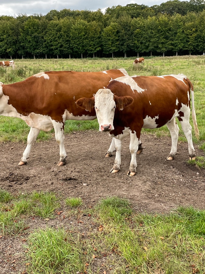 cows at Het Wapen van Kennemerland
