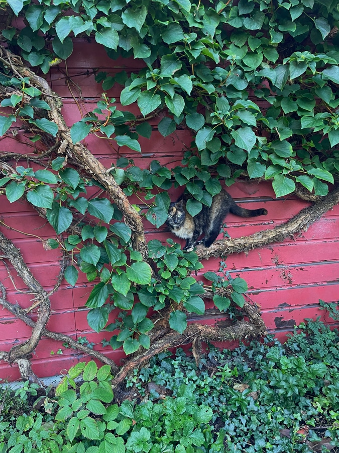 cat Sophie hiding in the hydrangea