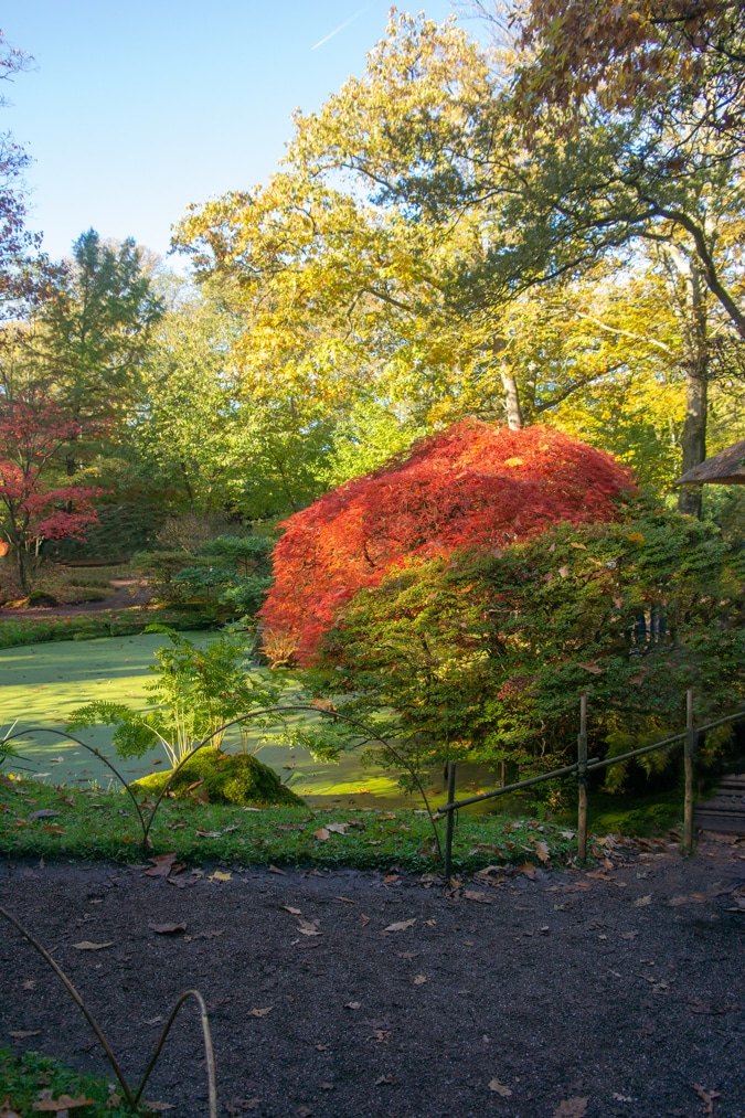 Japanese garden in The Hague
