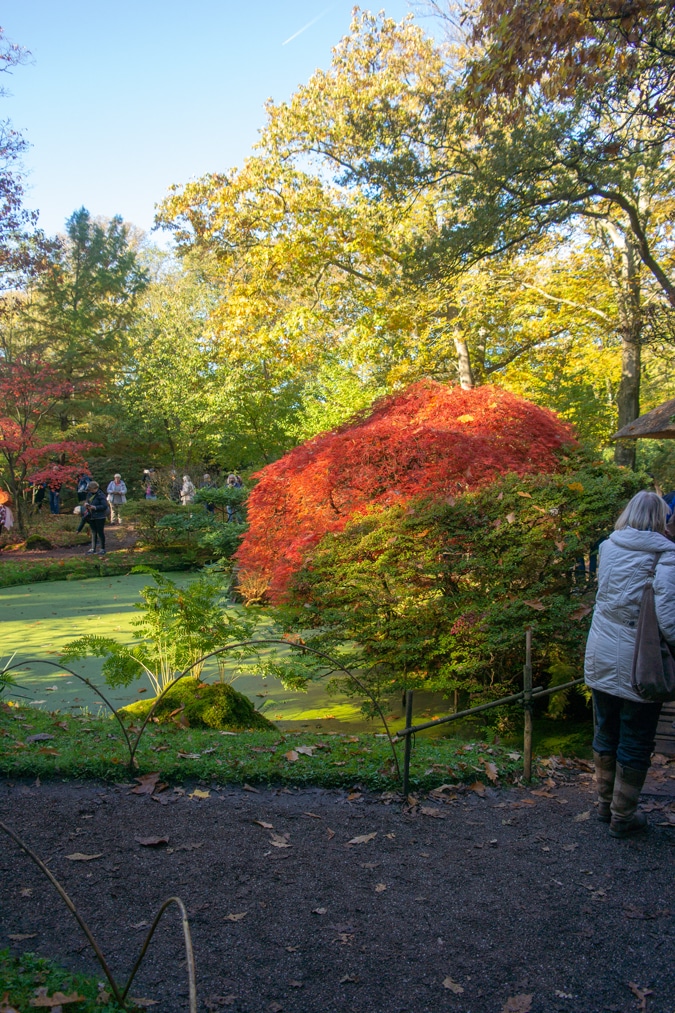 Japanese garden in The Hague