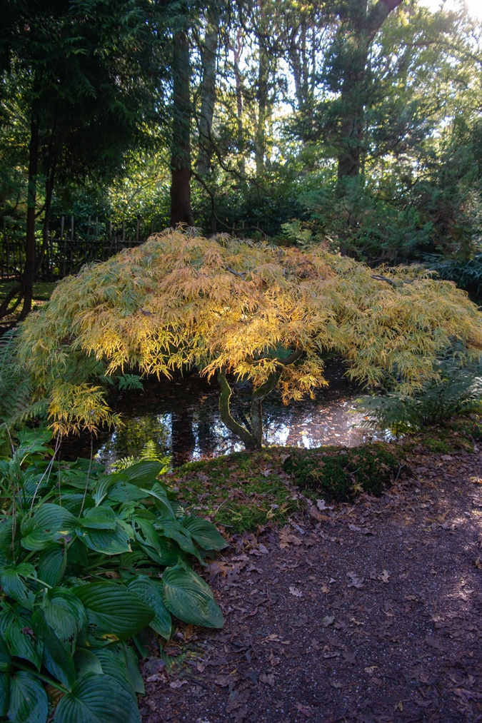 Japanese garden in The Hague