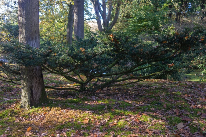 Japanese garden in The Hague