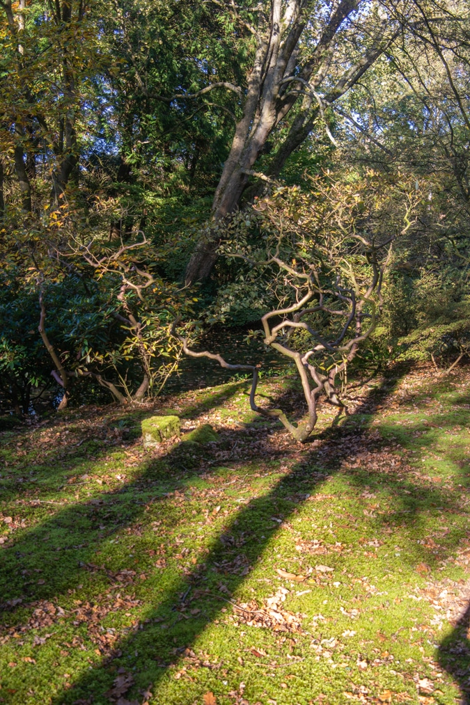 Japanese garden in The Hague