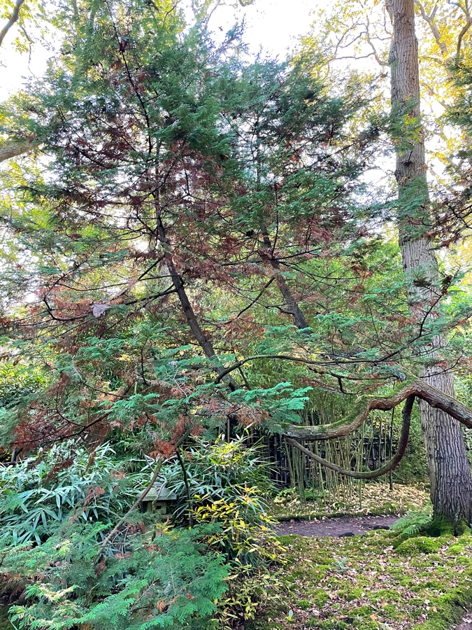 Japanese garden in The Hague