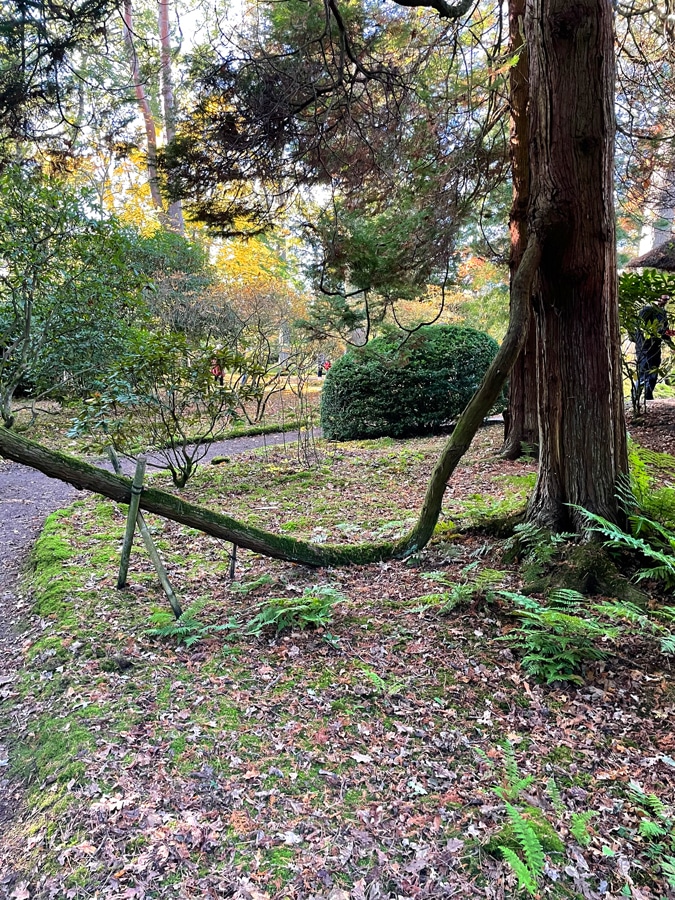 Japanese garden in The Hague