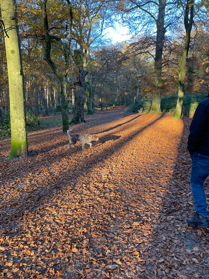 walk in the park with dog Watson