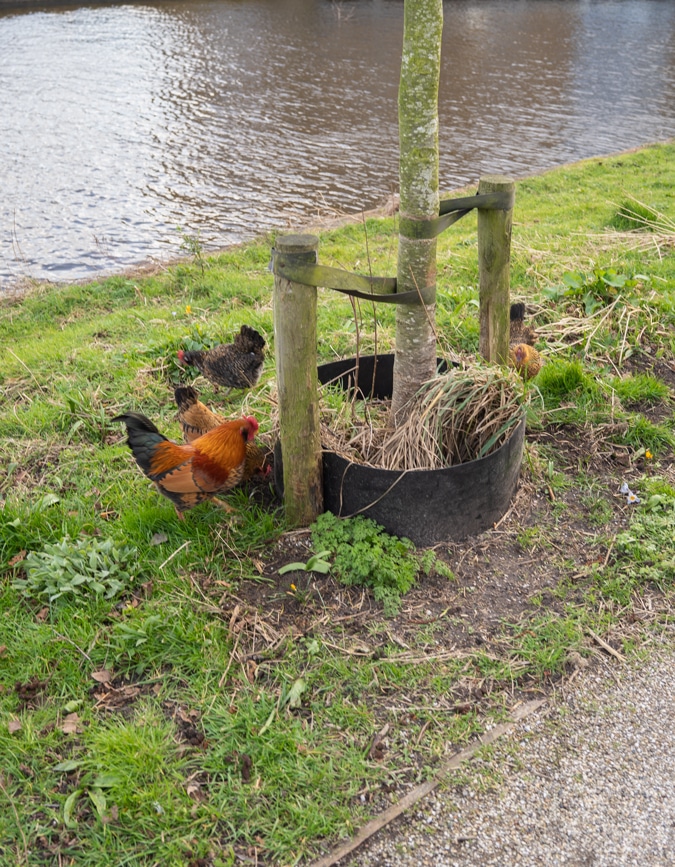 Chickens and a cockerel