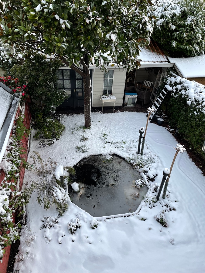 Garden in the snow