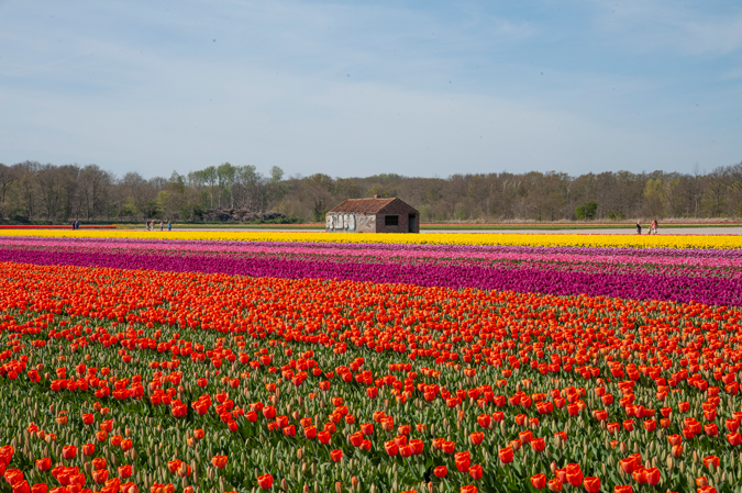 Tulip field