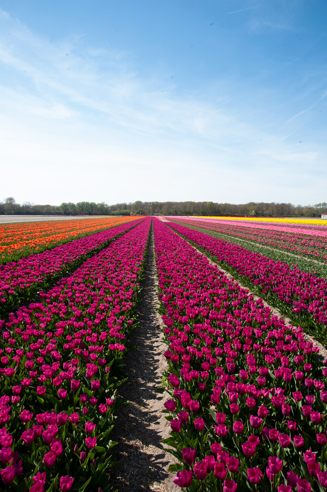 Tulip field