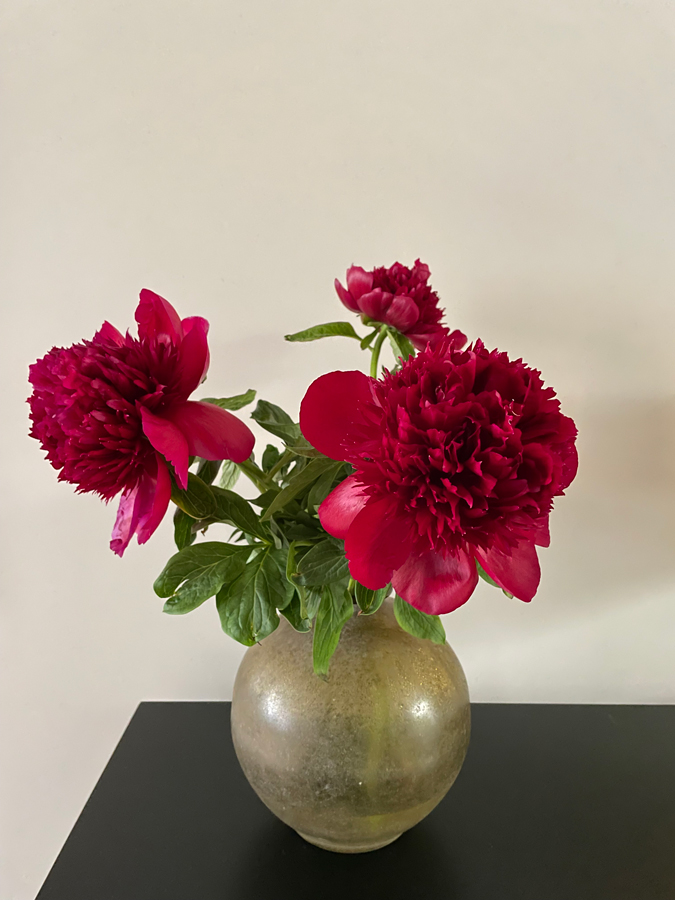 dark red peonies