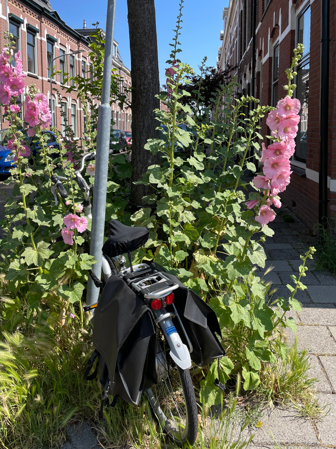 Bike after my holiday