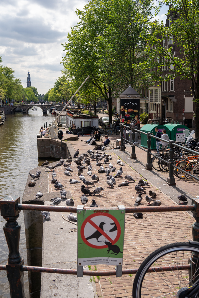 Pigeons in Amsterdam