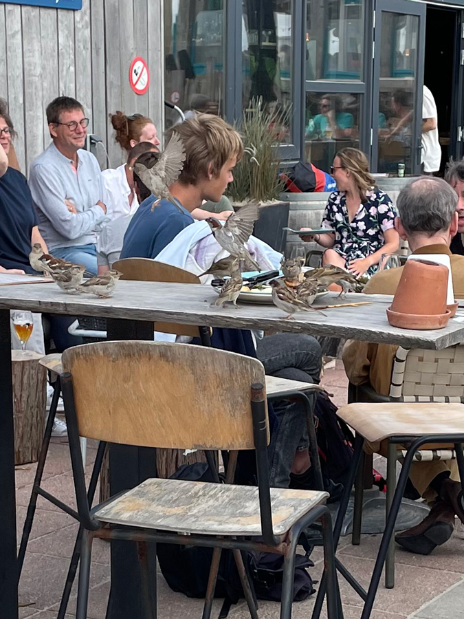 sparrows at the beach