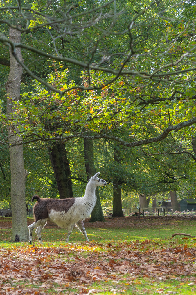 Llama in the park
