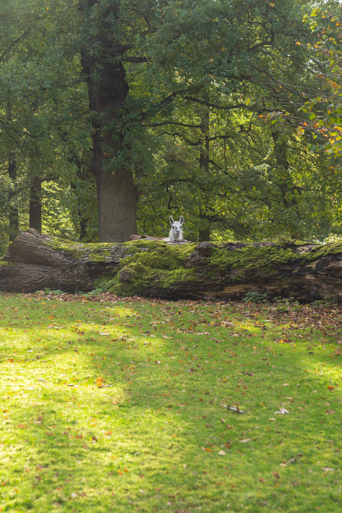 Llama in the park