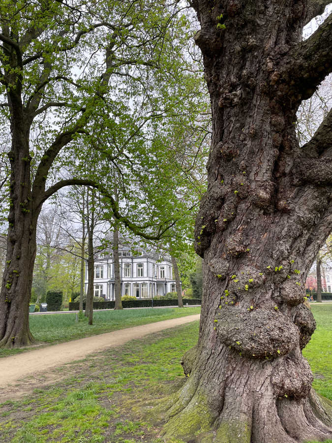 Beautiful view in a park