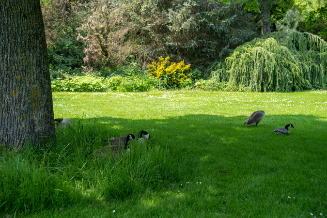 Geese in the park