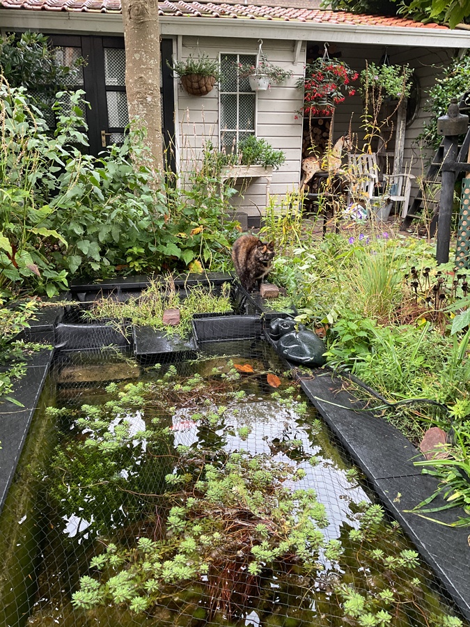 Cat Sophie at the pond