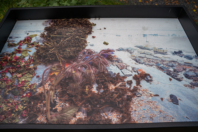 Laurence Aëgerter, Cannabis sativa