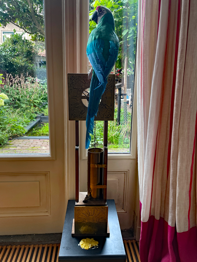 Parrot with upset stomach