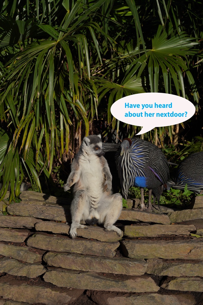 Lemur monkey with a bird