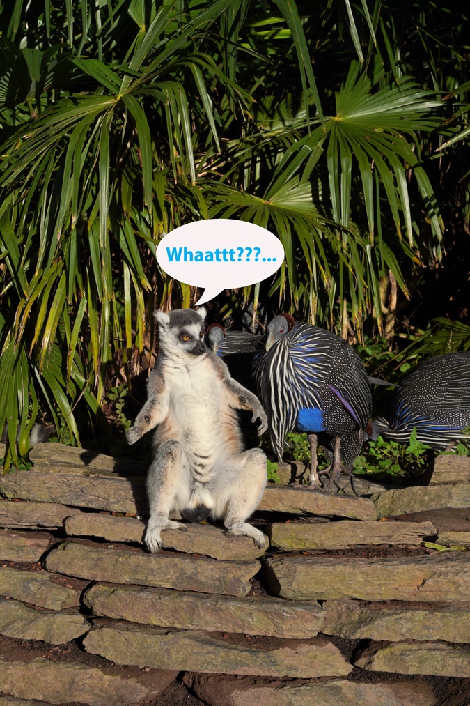 Lemur monkey with a bird