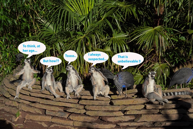 Lemur monkeys with birds