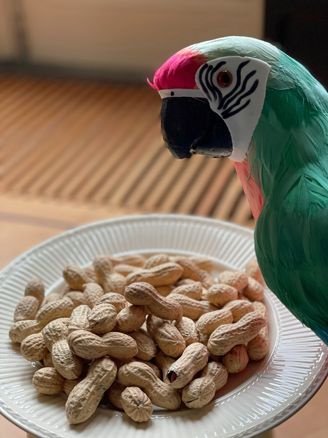 Parrot on Animal Day
