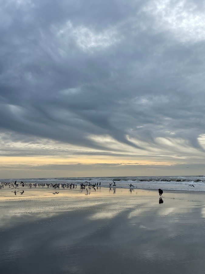 Watson spotting the birds