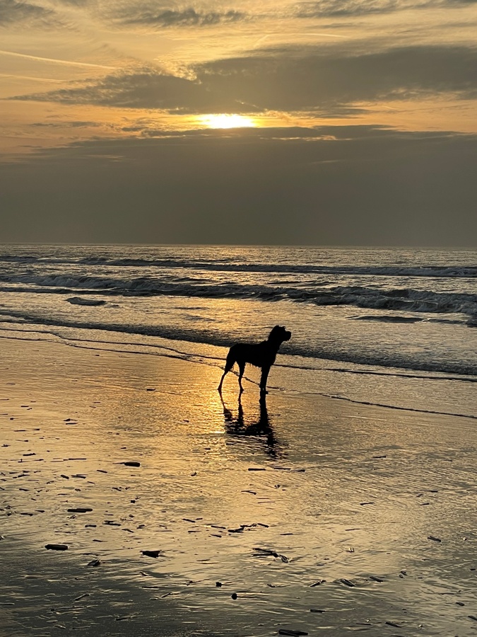 Watson near the sea at the end of the afternoon