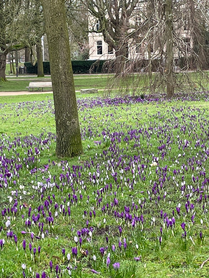 Crocuses