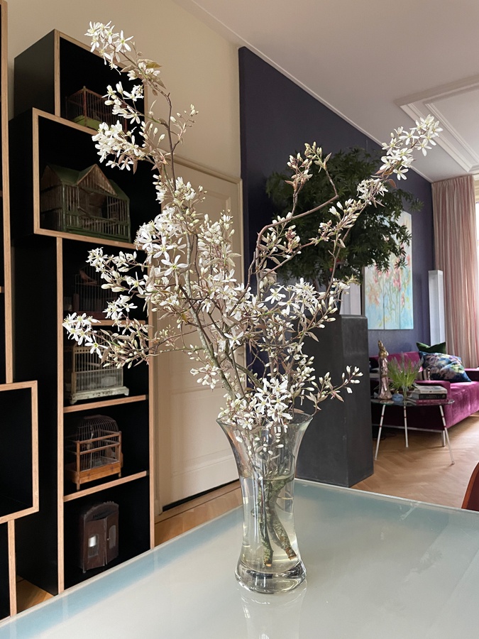 Blossom in the house