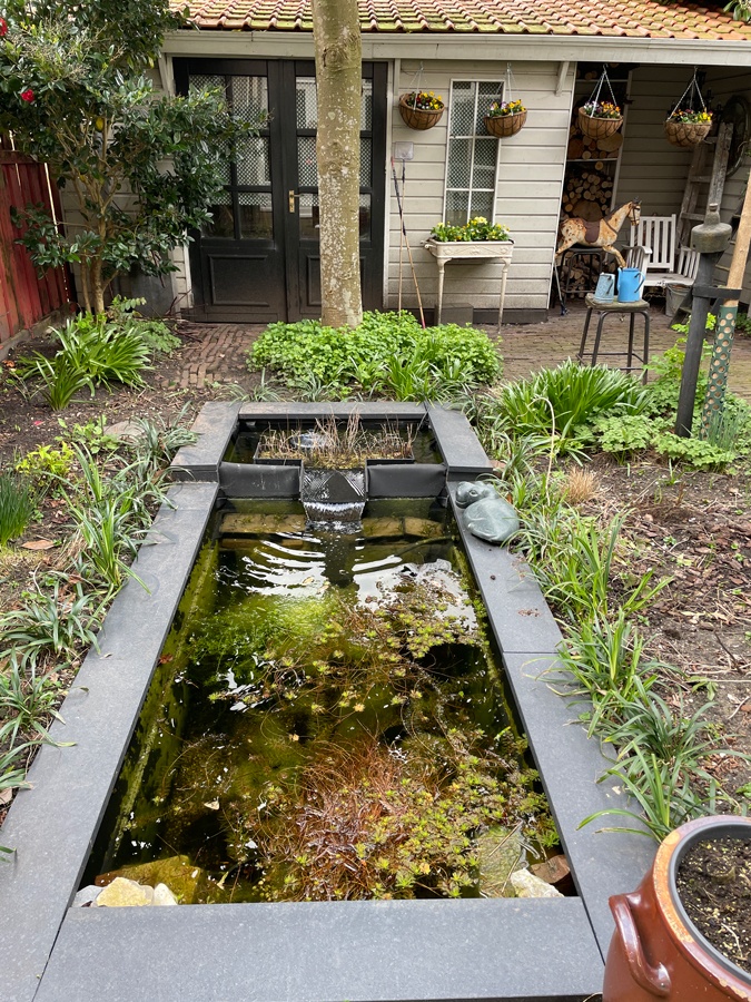 Pond in our garden
