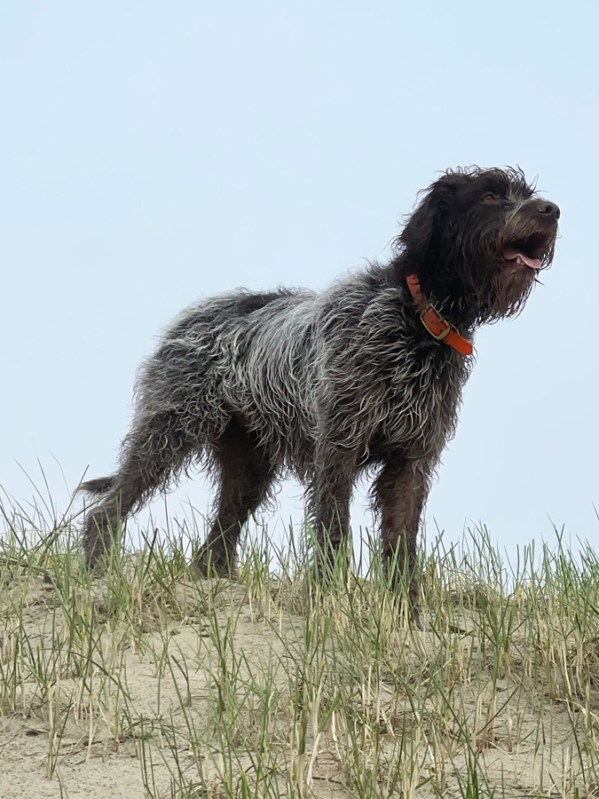 Watson standing guard