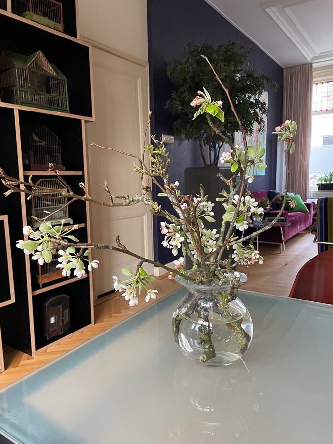 Blossom in the house