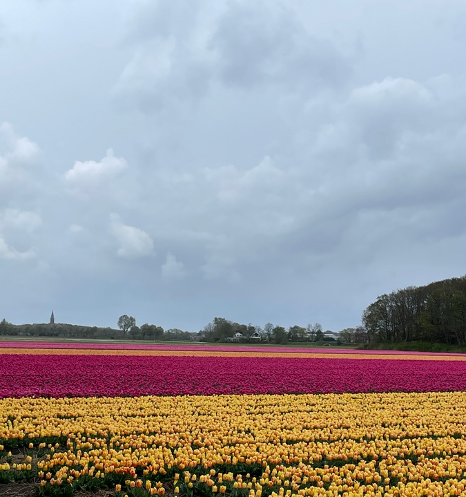 Tulip field