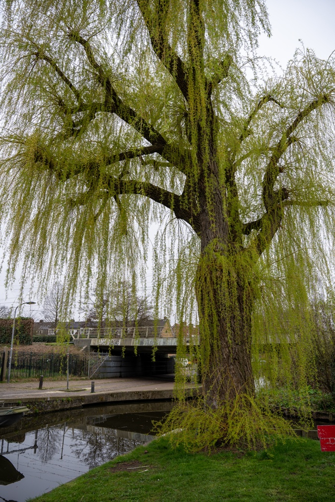 Willow tree