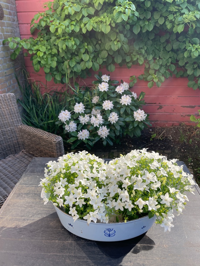 campanula and rhododendron