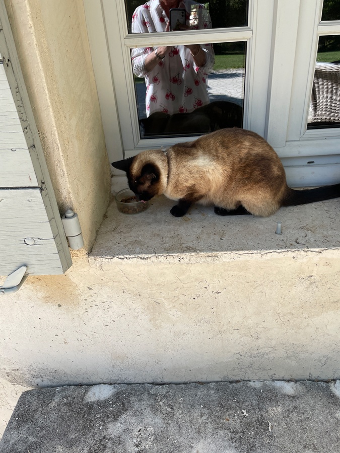 Cat Bali of Les Jardins de Sitaara