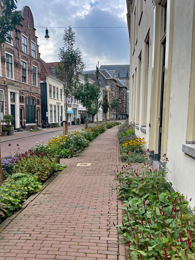Flower beds in Jansstraat Haarlem